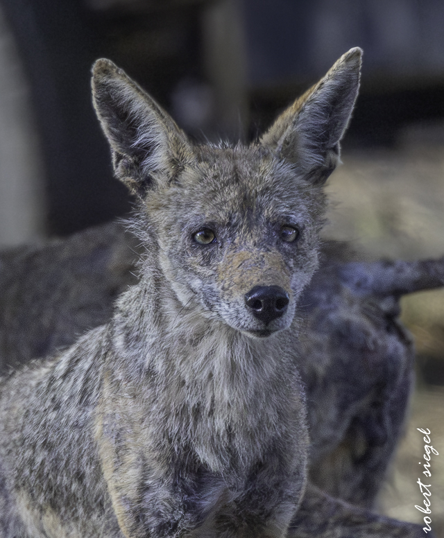 mangey coyote